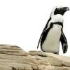 New York Aquarium