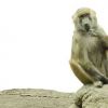Prospect Park Zoo
